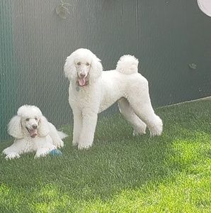 Meet your Posher, Anne